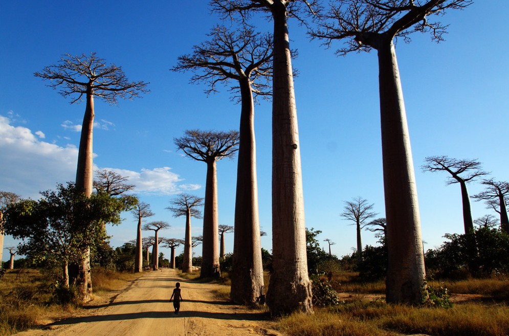 Avenue of the Baobabs