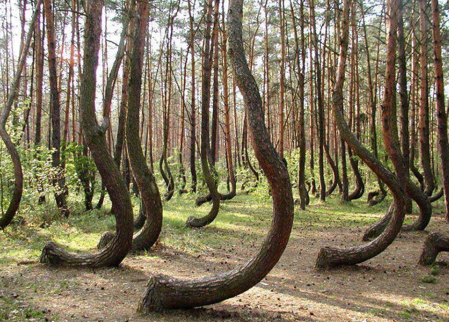 Crooked Forest, Poland