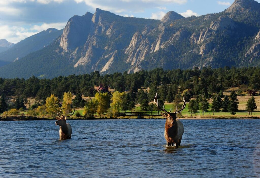 Estes Park Elk
