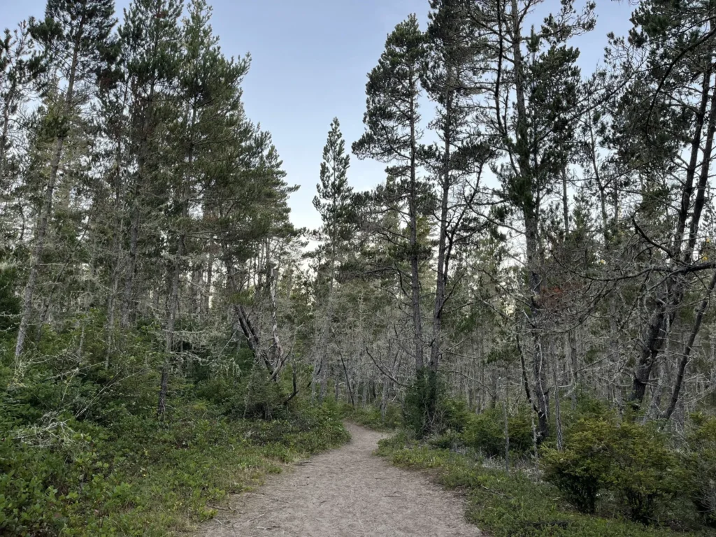 Weather Beach Trail Leadbetter Point State Park