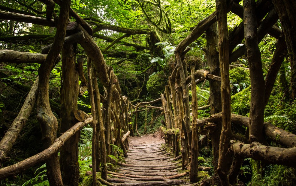 Puzzlewood, England